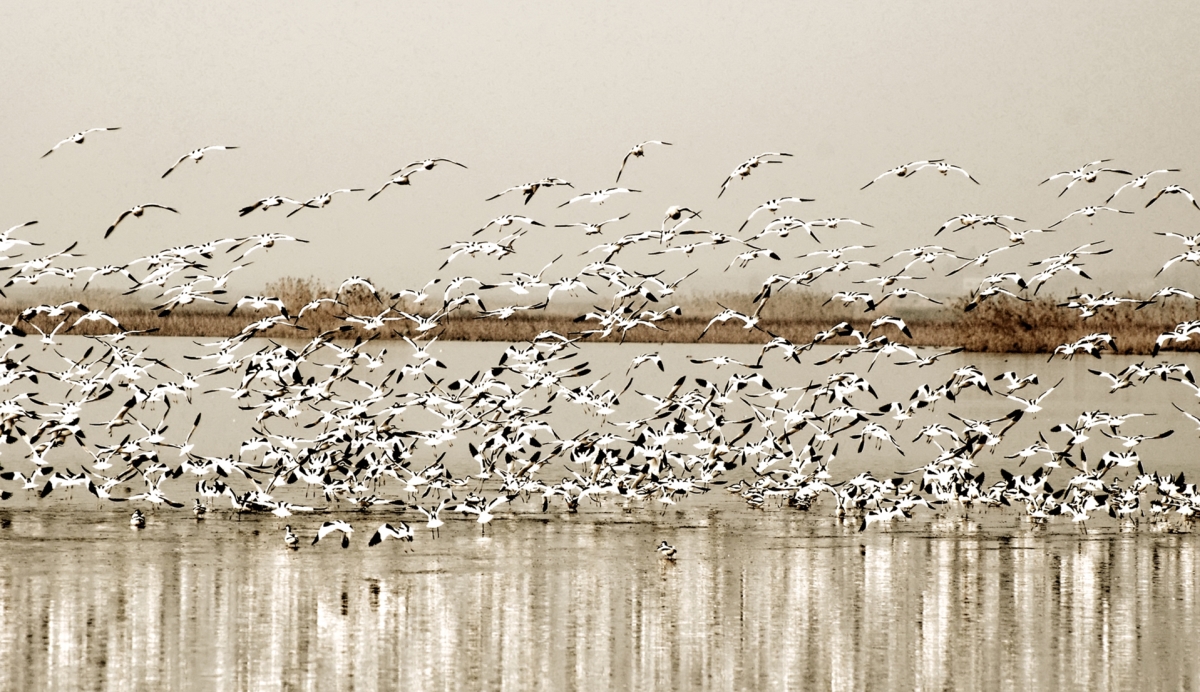 洞庭天下水，最美南洞庭 ——《沅江市南洞庭湖旅游總體規(guī)劃及重點(diǎn)景區(qū)概念性規(guī)劃》