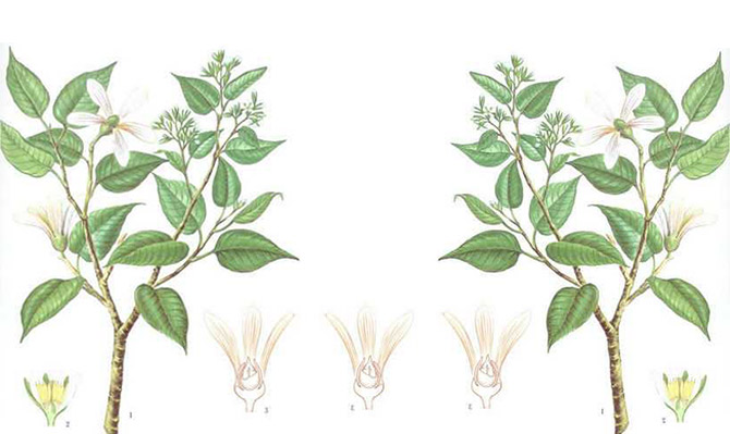 成為全球龍腦產(chǎn)業(yè)的引領(lǐng)者，遠景智庫為新晃龍腦制定發(fā)展戰(zhàn)略規(guī)劃