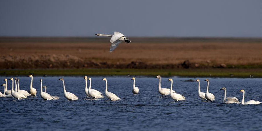 北冰、蔡文?。宏P(guān)于推動(dòng)環(huán)洞庭湖區(qū)旅游業(yè)高質(zhì)量發(fā)展的思考